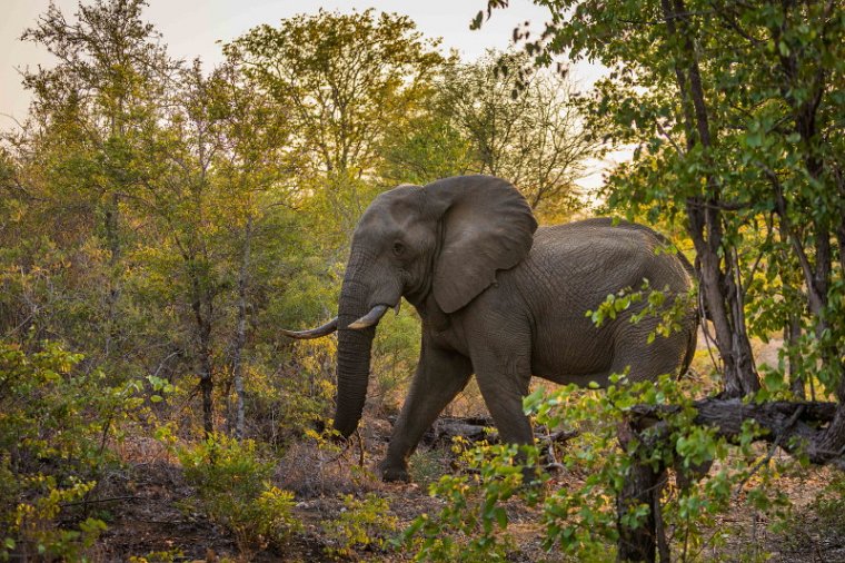 017 Timbavati Private Game Reserve, olifant.jpg